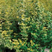 Euonymus fortunei \'Emerald \'n\' Gold\' (Large Plant) - 2 x 3 litre potted euonymus plants