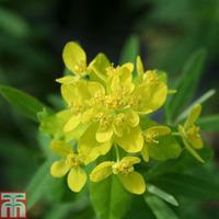 Euphorbia palustris (Marginal Aquatic) - 1 x 3 litre potted euphorbia plant