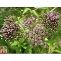 Eupatorium cannabinum (Marginal ...