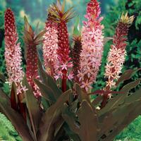 Eucomis \'Sparkling Burgundy\' - 2 eucomis bulbs