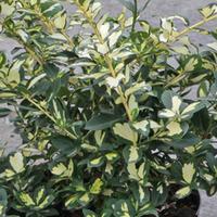 Euonymus fortunei \'Blondy\' (Large Plant) - 2 x 10.5cm potted euonymus plants