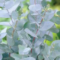 Eucalyptus gunnii (Large Plant) - 1 x 3.5 litre potted eucalyptus plant