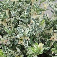 euonymus fortuneii harlequin large plant 2 x 3 litre potted euonymus p ...