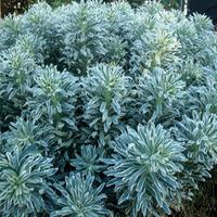 Euphorbia characias \'Glacier Blue\' (Large Plant) - 2 x 2 litre potted euphorbia plants