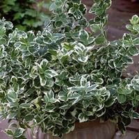 euonymus fortunei emerald gaiety large plant 1 x 3 litre potted euonym ...