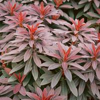 euphorbia amygdaloides ruby glow large plant 2 x 2 litre potted euphor ...