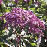 Eupatorium dubium \'Baby Joe\' (Large Plant) - 1 x 1 litre potted eupatorium plant