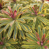Euphorbia \'Ascot Rainbow\' - 3 euphorbia jumbo plug plants