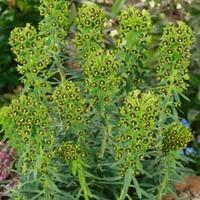 Euphorbia characias \'Black Pearl\' (Large Plant) - 1 x 1 litre potted euphorbia plant
