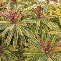 Euphorbia x martini \'Ascot Rainbow\' (Large Plant) - 2 x 2 litre potted euphorbia plants