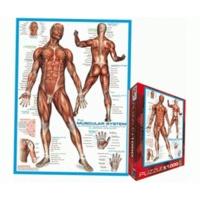 eurographics puzzles the human muscular system 1000 pieces