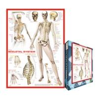 Eurographics Puzzles The Skeletal System