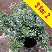 Euonymus Emerald Gaiety 3 Plants 9cm Pot