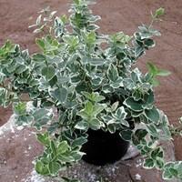 Euonymus Emerald Gaiety 1 Plant 9cm Pot