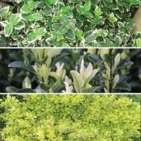 euonymus groundcover mix 12 plants 9cm pot