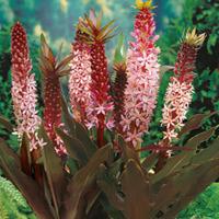 Eucomis \'Sparkling Burgundy\' - 2 eucomis bulbs