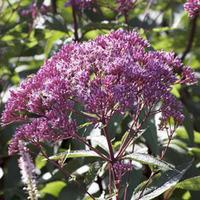 eupatorium dubium baby joe large plant 1 eupatorium plant in 1 litre p ...