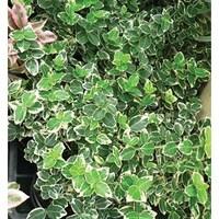 euonymus emerald gaiety 18 plants 9cm pot