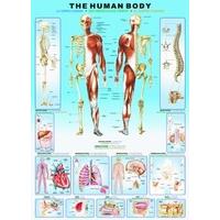 Eurographics the Human Body Puzzle (1000 Pieces)