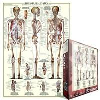 eurographics the skeletal system puzzle 1000 pieces