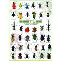 Eurographics Beetles Puzzle (1000 Pieces)