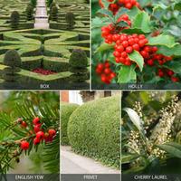 Evergreen Hedging Collection - 25 hedging plants - 5 of each variety