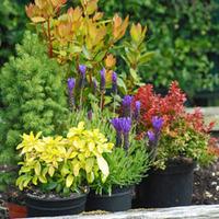 Evergreen Shrub Instant Collection - 5 potted plants - 1 of each variety