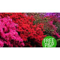 Evergreen Japanese Azalea Plant Rainbow Collection - Free P&P
