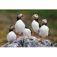 Express Small Groups Puffin and Bird Watching Tour from Reykjavik