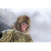 Explore Jigokudani Snow Monkey Park and Taste Local Sake