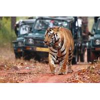 Explore Rajasthan with Tiger Safari at Ranthambore