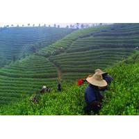 Experience Chengdu: Private Tea-Making Tour of Mengdingshan Tea Plantation