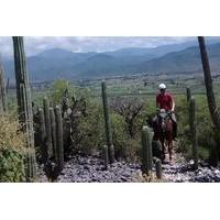 Exotic Flora Half-Day Guided Horseback Riding Tour