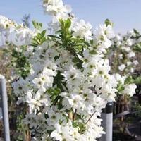 exochorda x macrantha the bride large plant 2 x 3 litre potted plants