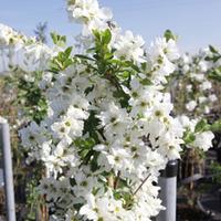 Exochorda x macrantha \'The Bride\' (Large Plant) - 2 exochorda plants in 3 litre pots