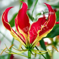 Exotic \'Flame Lily\' (Gloriosa ...