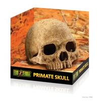 exo terra primate skull