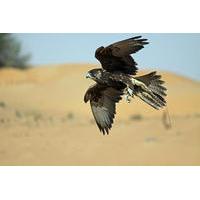 Falconry Experience and Wildlife Tour in Dubai