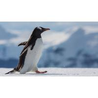 Falklands, South Georgia & Antarctic Islands