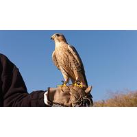 Family Day Out at a Falconry Centre in Kent