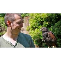 Falconry Insight Day