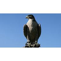 falconry taster in herefordshire