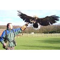 falconry taster experience