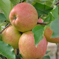 Falstaff Apple Tree Gift