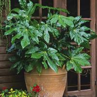 Fatsia japonica (Large Plant) - 2 x 3.5 litre potted fatsia japonica plants