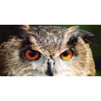 falconry private hawk walk 90 minutes