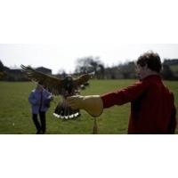 falconry private hawk walk for two