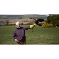 Falconry - Hawk Walk for Two