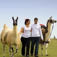 Family Walk-A-Llama Experience  from £80 | South West