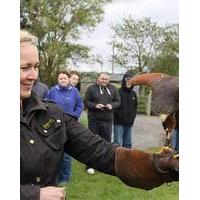 falconry taster